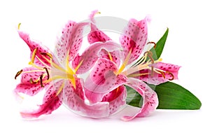 Two pink lilies