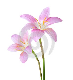 Two pink lilies