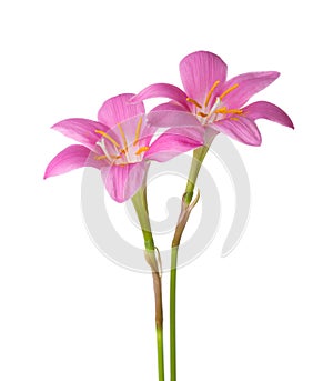 Two pink lilies isolated on a white background. Zephyranthes carinata