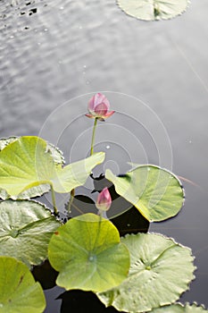 Two Pink Lotus Flowers Growing in the Middle of a Pond in the Garden Surrounded by Lily Pads