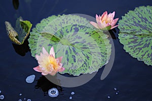 Two Pink Lotus Flowers Growing in the Middle of a Pond in the Garden Surrounded by Lily Pads