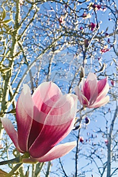 Two Pink Magnolia buds under blue sky.