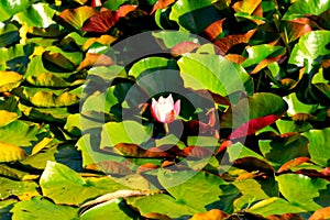 Two Pink, Nymphaea lotus water lilies flowers, on a green leaves and water background