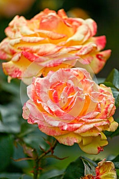 Two Pink and orange rose flowers