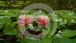 Two pink orange water lily or lotus flower Perry`s Orange Sunset in landscaped garden pond. Close-up of magic nympheas