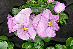 Two pink pansy flowers in a greenhouse.