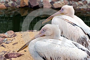 Two pink Pelican (white birds) with long beaks sit near the water