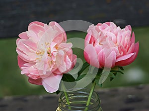 Two Pink Peonies in a Glass Jar
