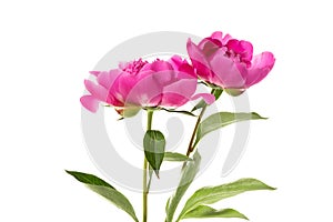 Two pink peonies isolated on white