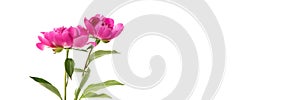 Two pink peonies isolated on white banner