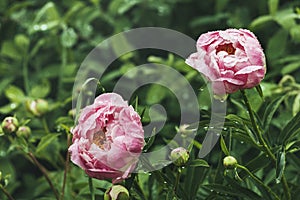 Two pink peonies with raindrops on their petals.