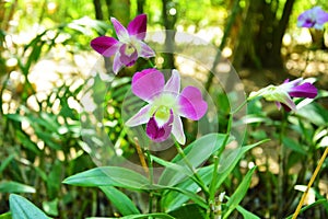 two pink phalaenopsis blossoms with white stamens in sunny morning