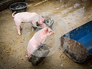 Two Pink Piglets