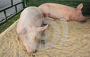 Two pink pigs sleep on straw