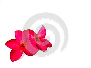 Two pink plumeria flower on isolated