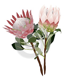 Two Pink Proteas on stems