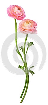 Two pink ranunculus flowers