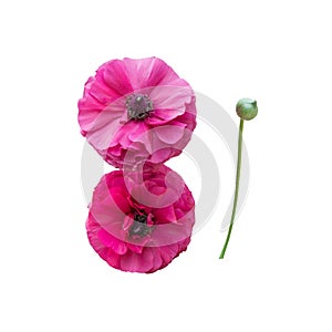 Two pink ranunculus flowers