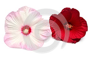 Two pink and red hibiscus flowers isolated on white background
