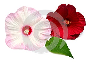 Two pink and red hibiscus flowers with leaf isolated on white