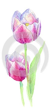Two pink red roses. decorative watercolor flowers. floral illustration, Leaf and buds. Botanic composition for wedding