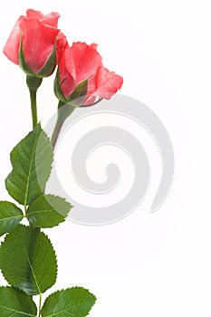 Two pink rose flowers isolated on white background