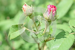 Two Pink Rosebuds Getting Ready to Open