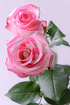 Two pink roses