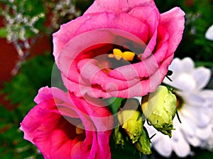 Two pink roses