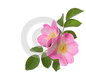 Two pink roses isolated on white.
