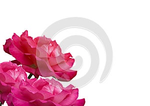 Two pink roses on side of page