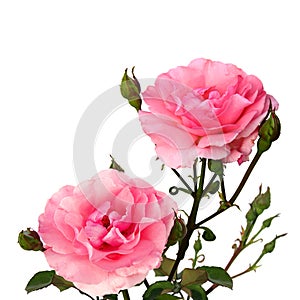 Two Pink Roses on White