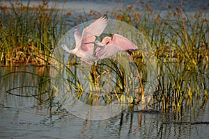 Two pink spoonbills take flight photo