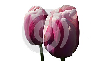 Two pink to creamy white bicoloured tulip flower of Ollioules hybrid cultivar