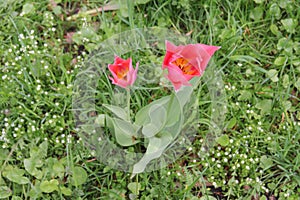 Two pink tulip on a natural green background. Selective focus, blurred background. Design for greeting card, calendar, banner.