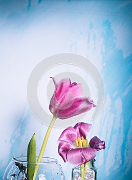 Two pink tulips on a blue background with drops of water in the air