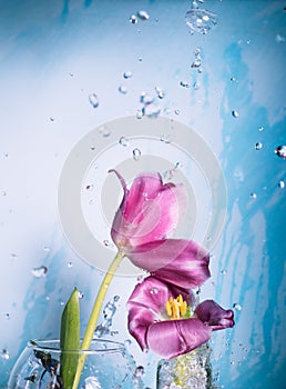 Two pink tulips on a blue background with drops of water in the air