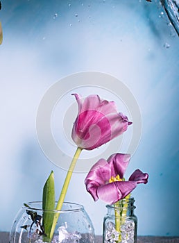 Two pink tulips on a blue background with drops of water in the air