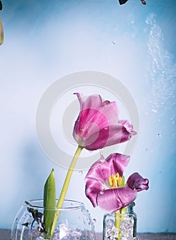 Two pink tulips on a blue background with drops of water in the air