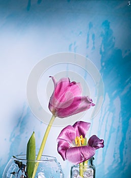 Two pink tulips on a blue background with drops of water in the air