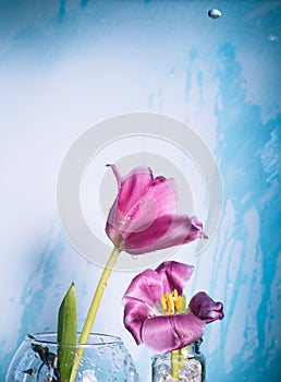 Two pink tulips on a blue background with drops of water in the air