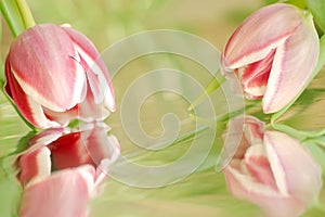 Two pink tulips with reflection