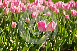 Two pink tulips in tulip field