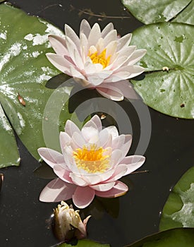 Two pink water lilies