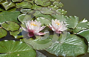 Two pink water lilies
