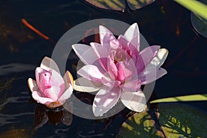 Two pink water lilies in garden pond with sun reflections on clear water surface