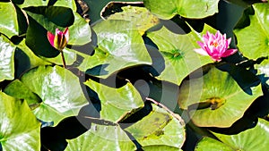 Pink water lilies with green lily pads photo