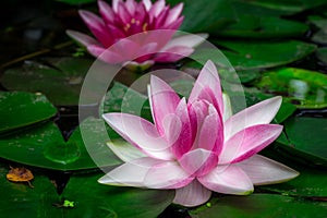 Two pink water lilies on large green leaves