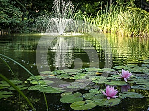 Two pink water lilies `Marliacea Rosea` in the foreground of the pond. Blurred cascade fountain in the background