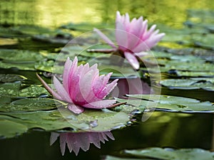 Two pink water lilies `Marliacea Rosea` in a pond on a background of green leaves